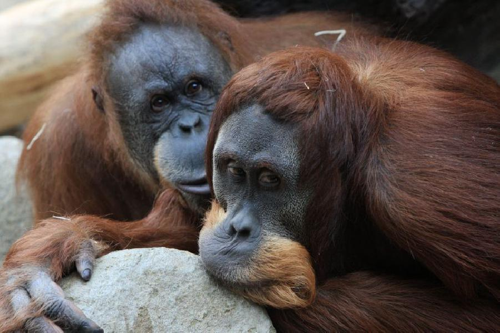Foto: Orangutan