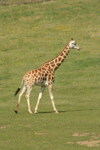 Foto: Žirafa rothschildova