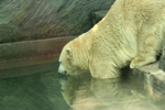 Foto: Medvěd lední