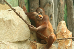 Foto: Orangutan
