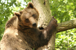 Foto: Medvěd hnědý