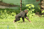 Foto: Šimpanz učenlivý