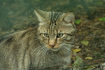 Foto: Kočka divoká