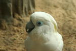 Foto: Kakadu brýlový