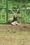 Foto: Antilopa jelení