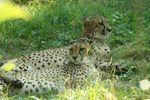 Foto: Gepard štíhlý