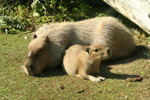 Foto: Kapybara