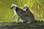 Foto: Lemur kata