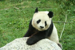 Foto: Panda velká