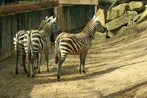 Foto: Zebra stepní