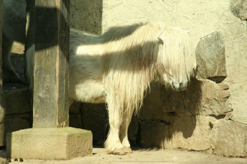 Foto: Shetlandský pony