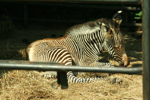 Foto: Zebra grévyho