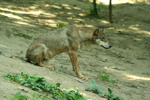 Foto: Vlk eurasijský