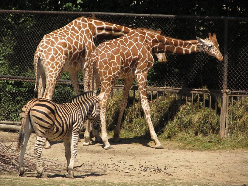Foto: Žirafa síťovaná