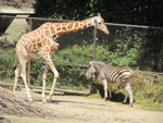 Foto: Žirafa síťovaná