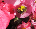 Foto: Včela medonosná