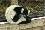 Foto: Lemur vari