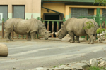 Foto: Nosorožec tuponosý