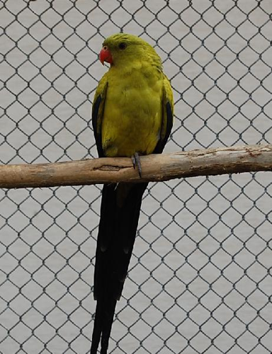 Foto: Papoušek horský kouřový
