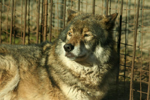 Foto: Vlk obecný