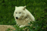 Foto: Vlk arktický