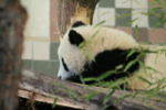 Foto: Panda velká