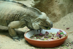 Foto: Leguán nosorohý