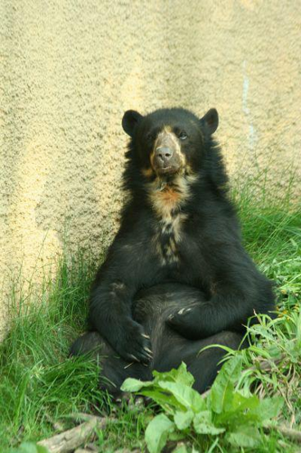Foto: Medvěd brýlatý