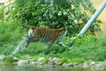 Foto: Tygr sibiřský