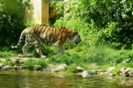 Foto: Tygr sibiřský