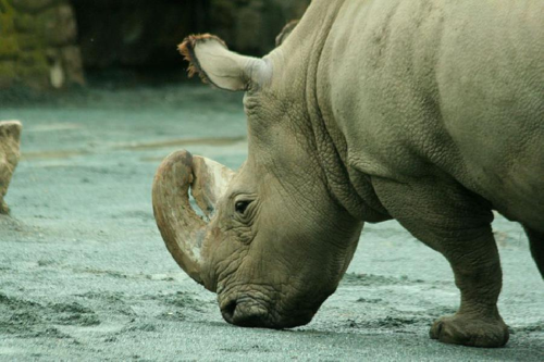 Foto: Nosorožec tuponosý severní