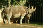 Foto: Nosorožec dvourohý