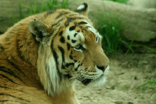 Foto: Tygr ussurijský