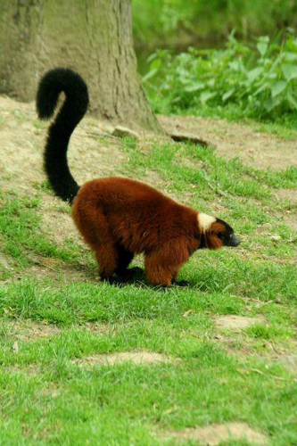 Foto: Lemur vari