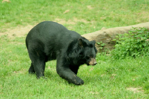 Foto: Medvěd ušatý