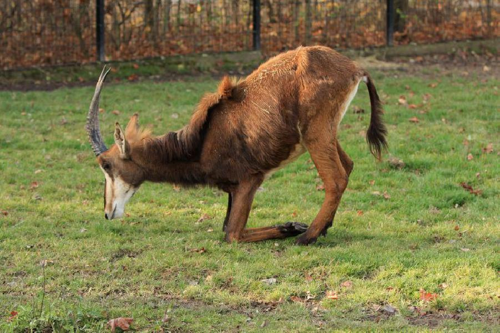 Foto: Antilopa vraná