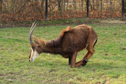 Foto: Antilopa vraná