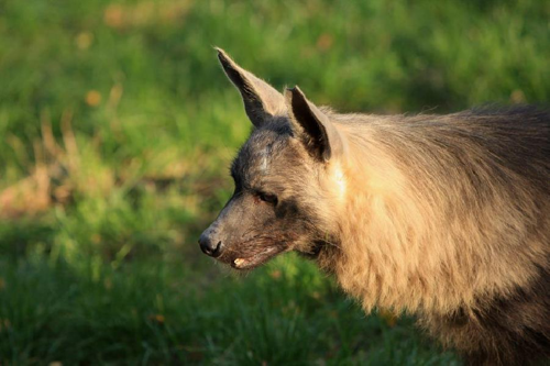 Foto: Hyena čabraková