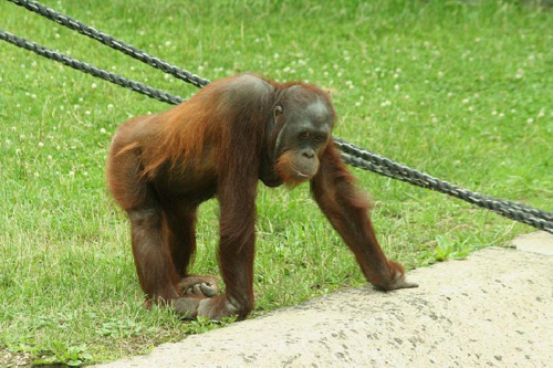 Foto: Orangutan bornejský