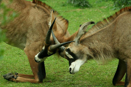 Foto: Antilopa koňská