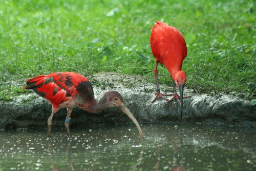 Foto: Ibis rudý