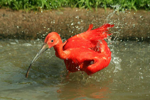 Foto: Ibis rudý