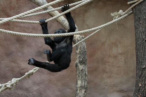 Foto: Gorila nížinná