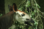Foto: Okapi