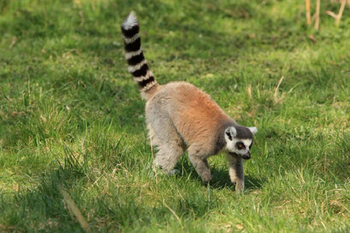 Foto: Lemur kata