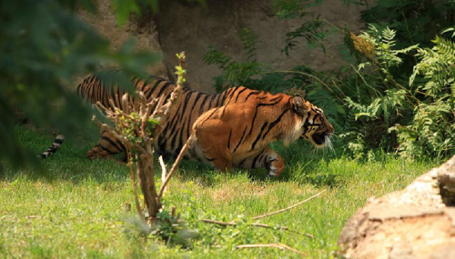 Foto: Tygr malajský