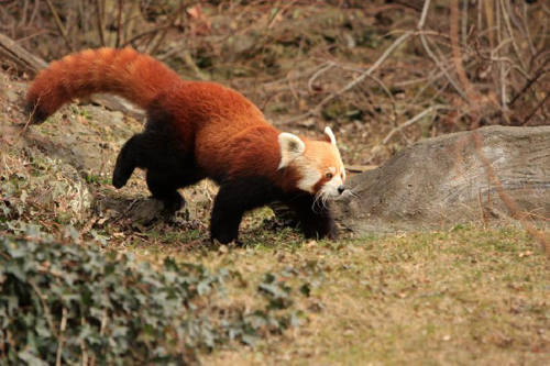 Foto: Panda červená
