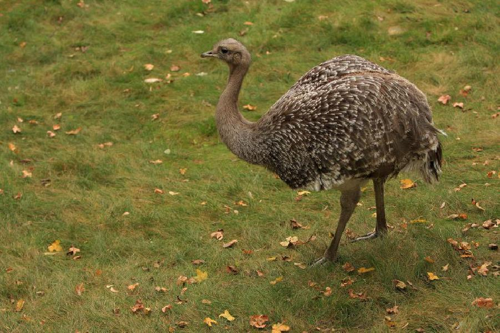 Foto: Emu hnědý