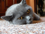 Foto: Britská krátkosrstá kočka
