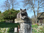 Foto: Britská krátkosrstá kočka